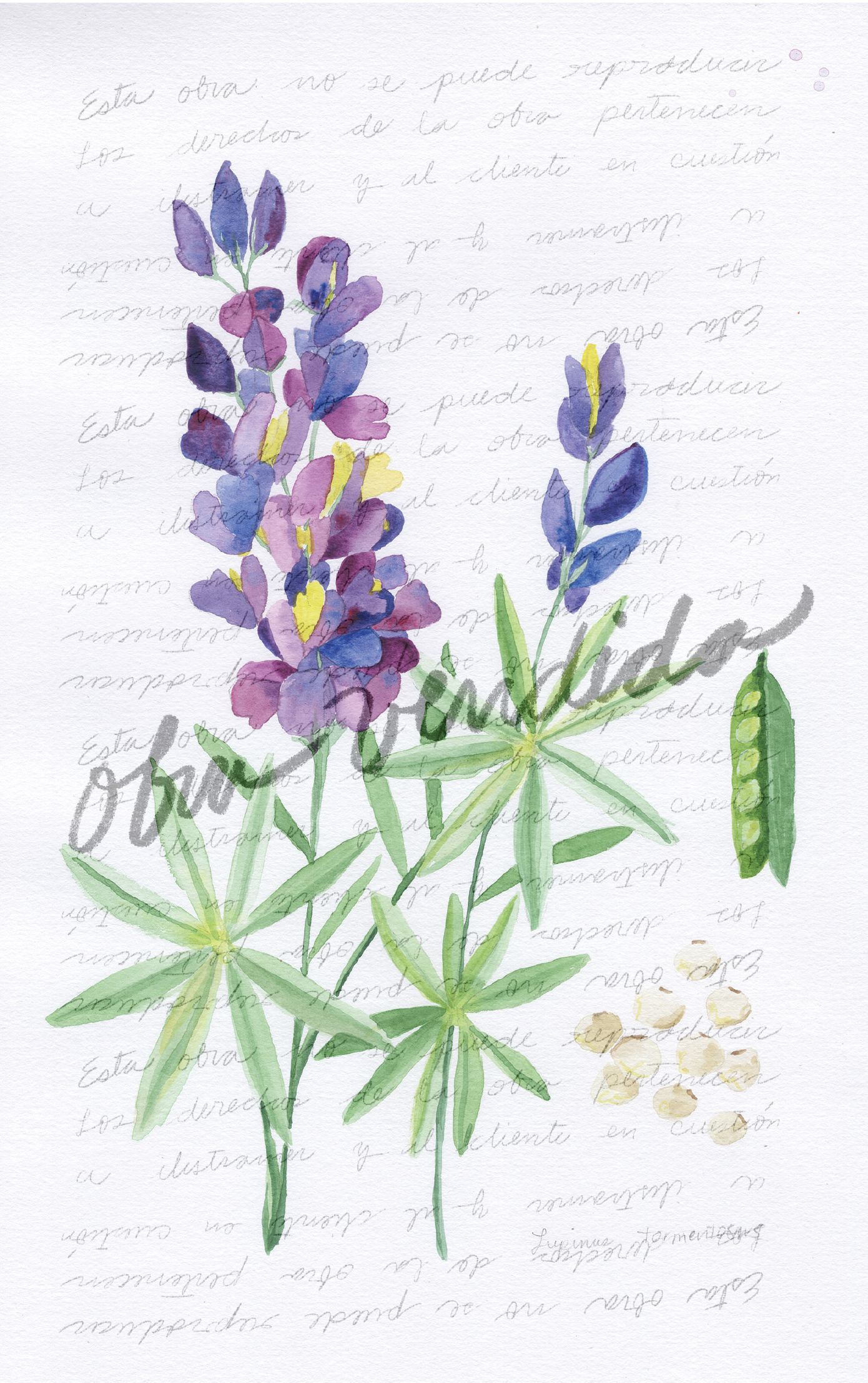 Lupinus Tomentosus