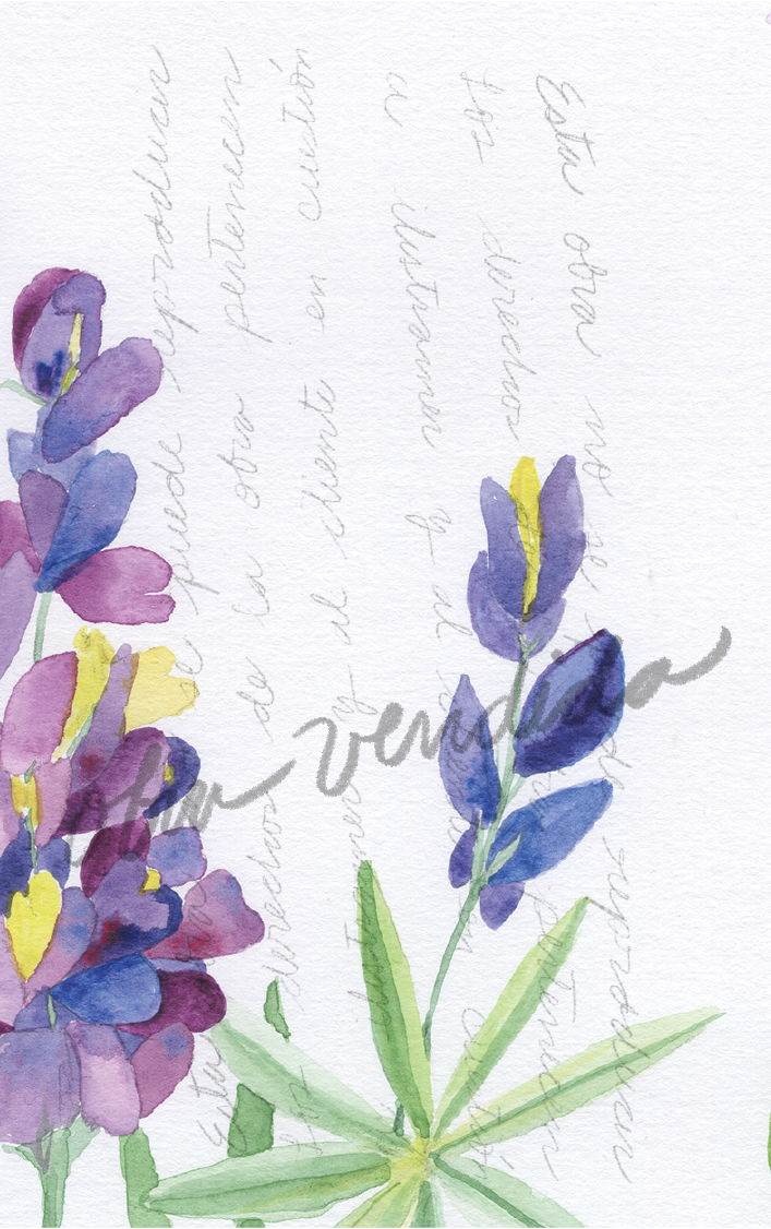 Lupinus Tomentosus