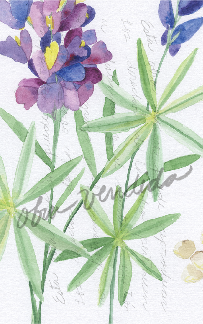 Lupinus Tomentosus