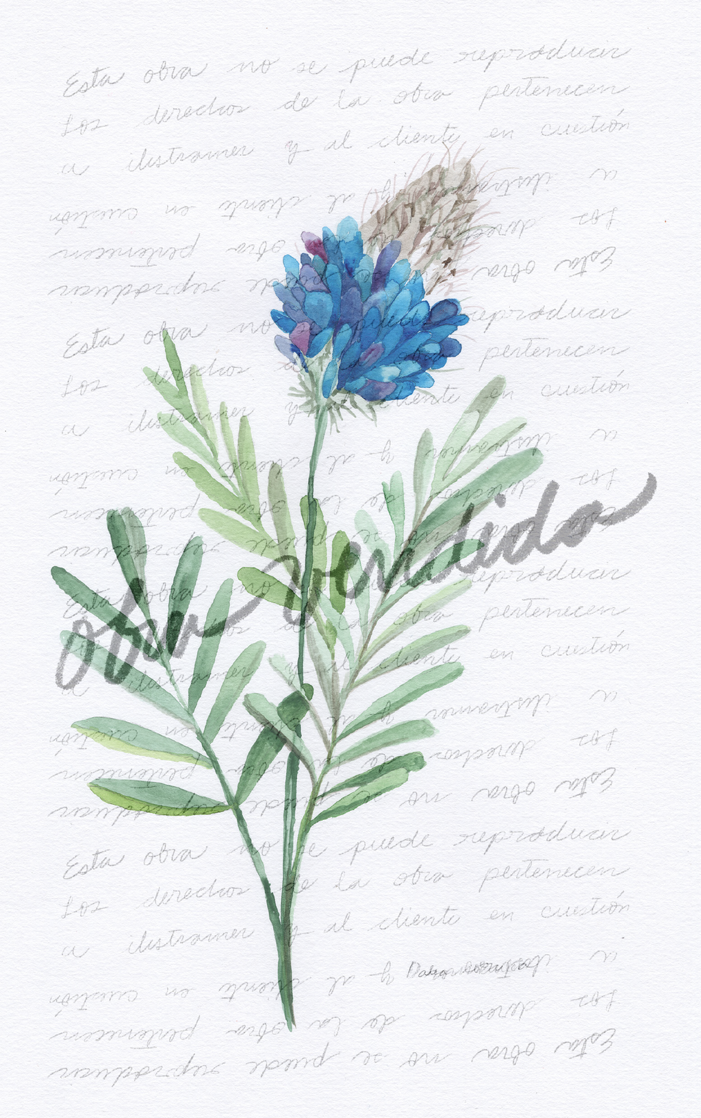 Dalea